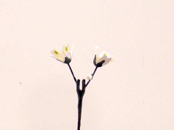 Wiesenblume Sternmiere