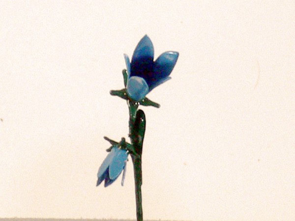 Sommerblume Glockenblume