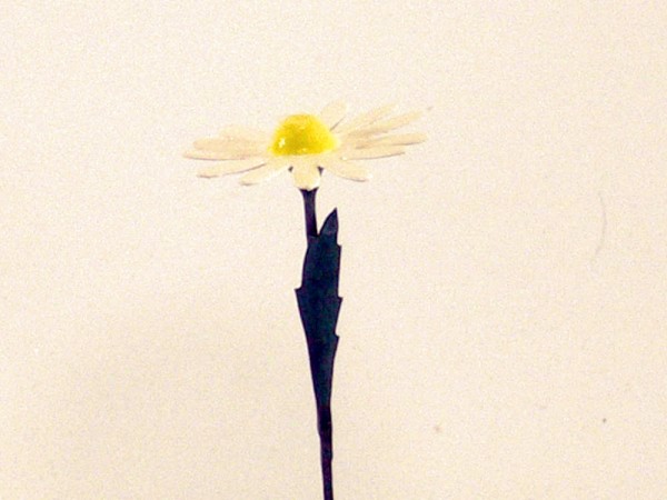 Sommerblume Margerite