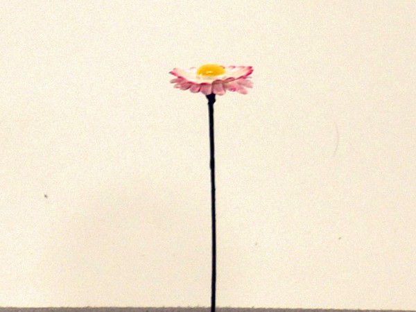 Wiesenblume Gänseblümchen