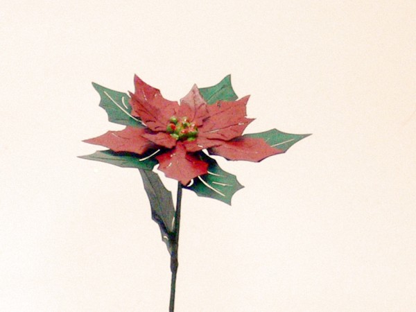 Winterblume Advendsstern