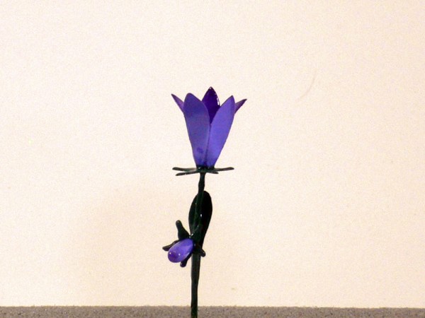 Wiesenblume Glockenblume