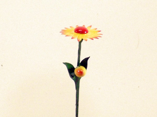 Sommerblume Mittagsblume