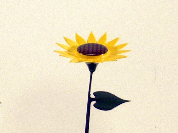 Sommerblume Sonnenblume