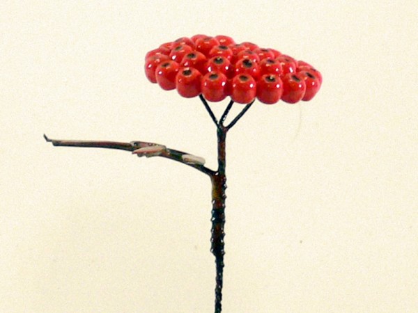 Herbstfrucht Eberesche