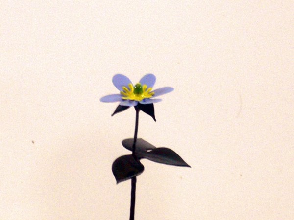 Wiesenblume Leberblümchen